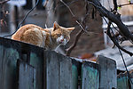 第比利斯猫