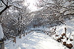 冬雪