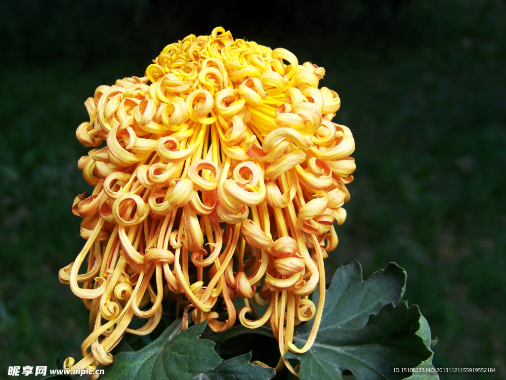 菊花