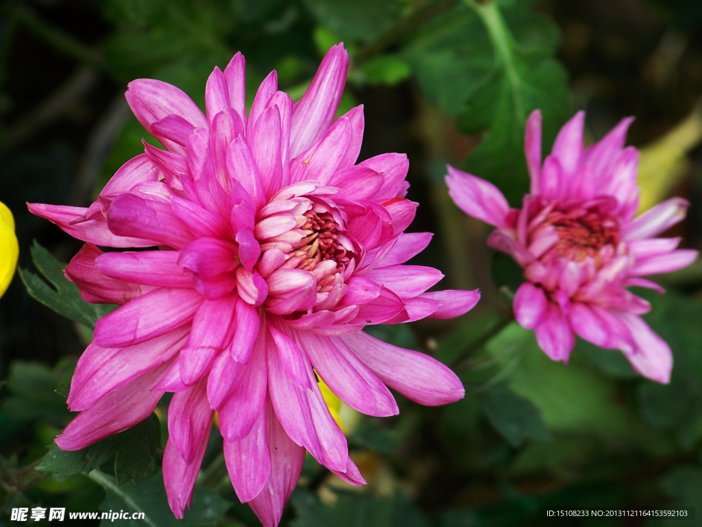 菊花