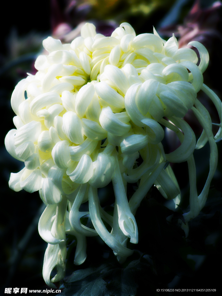 菊花