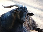 山羊