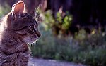家猫