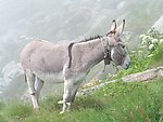 驴子