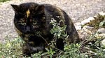 黑猫