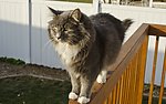 家猫