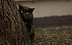 家猫