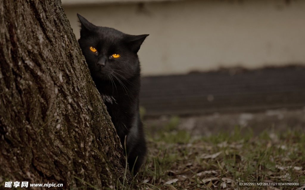 家猫