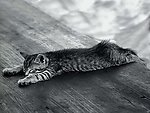 花猫