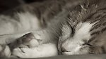 花猫