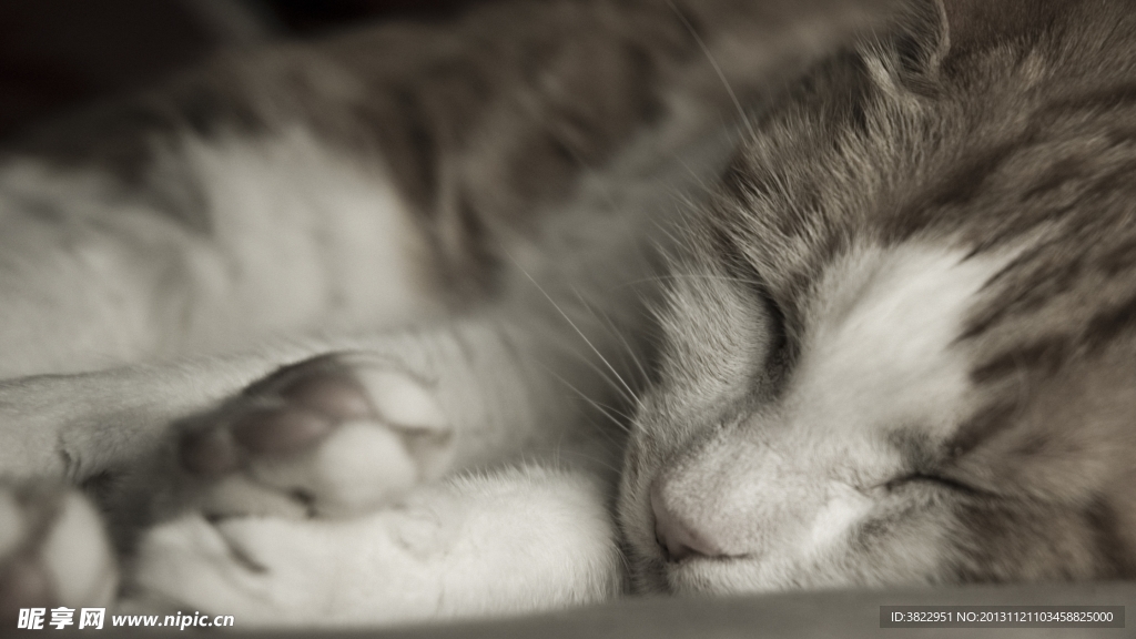 花猫