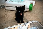 黑猫