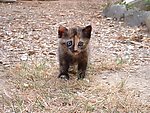 小猫