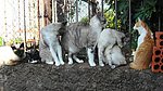 花猫