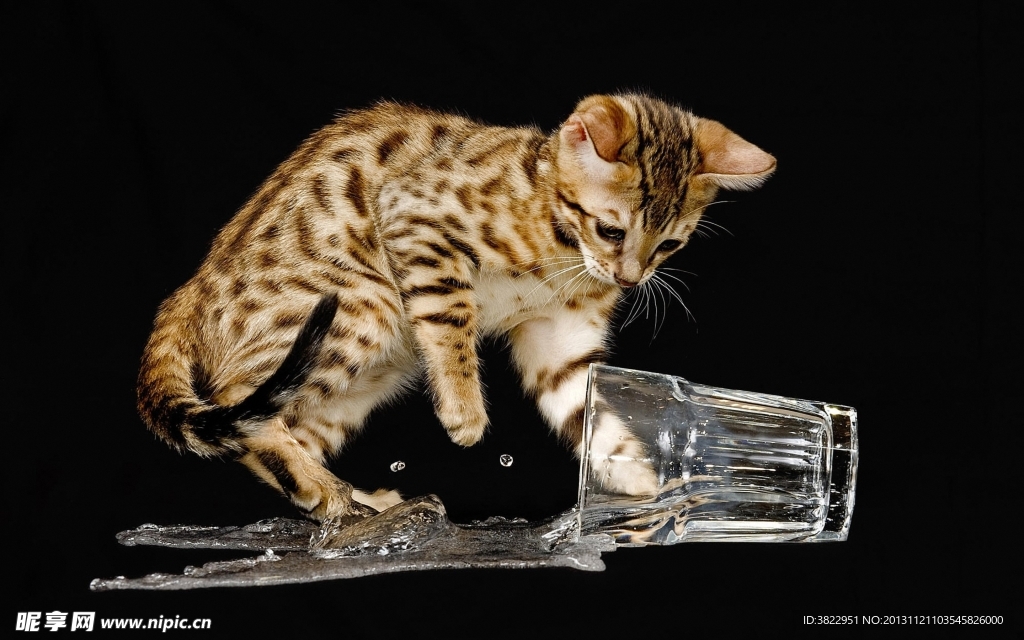 花猫