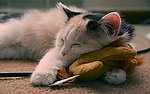 花猫