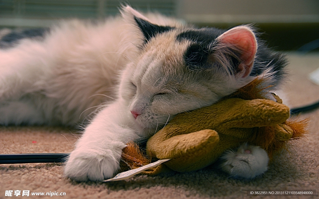 花猫