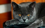 黑猫