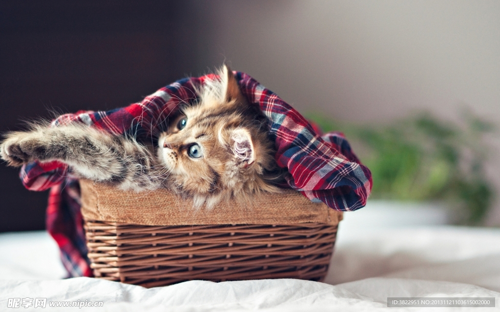 小猫