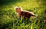 小猫