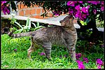 家猫