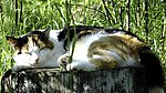 家猫