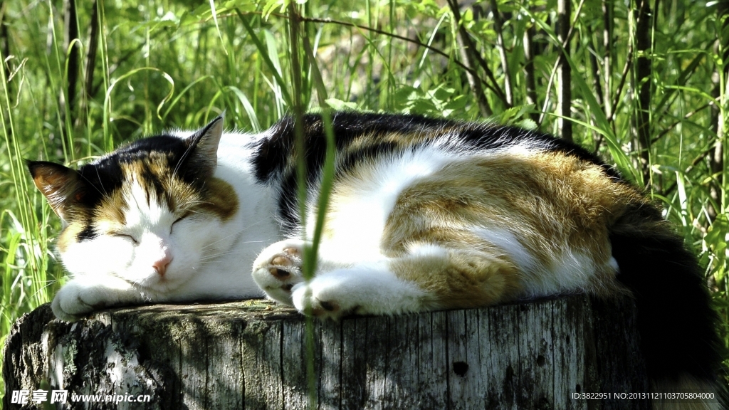 家猫