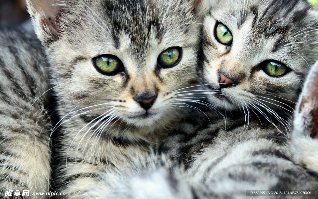 小花猫