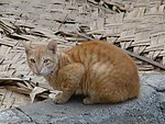 猫咪