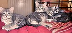 猫咪