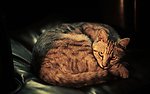 猫咪