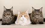 猫咪