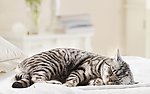 花猫