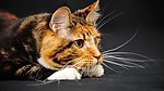 黄猫