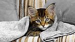 花猫