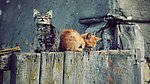 猫咪
