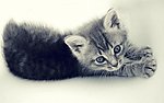 小花猫