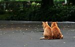 黄猫