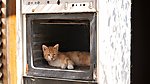 家猫