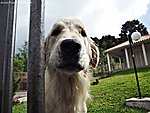 导盲犬