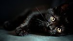 黑猫