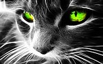 猫咪