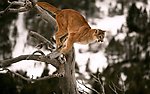 黄猫