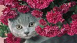 小猫