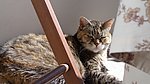 家猫