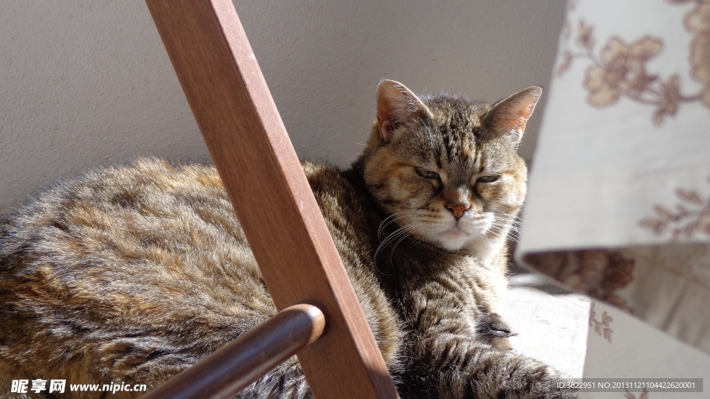 家猫