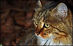 家猫