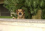黄狗