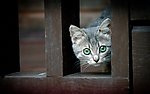 小猫