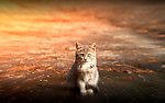 小猫